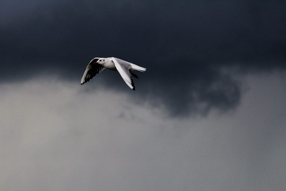 A gull flies beneath dark storm clouds above a pale band of cloud