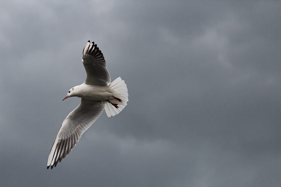 A black-headed gull glides with wings fully spread against a grey cloudy sky